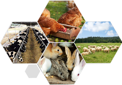 長(zhǎng)期穩(wěn)定的飼料實(shí)驗(yàn)基地 同等質(zhì)量?jī)r(jià)格更優(yōu) 長(zhǎng)期穩(wěn)定的飼料實(shí)驗(yàn)基地 同等質(zhì)量?jī)r(jià)格更優(yōu)